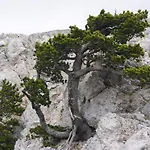 Tana Di Zia Nature, Yourself, Viggianello