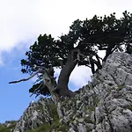 Tana Di Zia Nature, Yourself, Viggianello