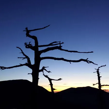 Tana Di Zia Nature, Yourself, *