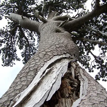 Tana Di Zia Nature, Yourself, * Viggianello