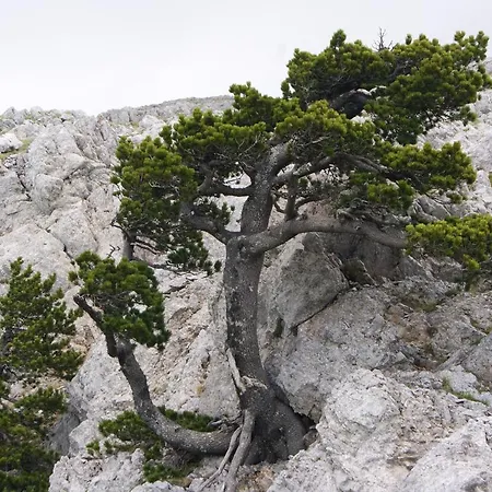 Tana Di Zia Nature, Yourself, Viggianello