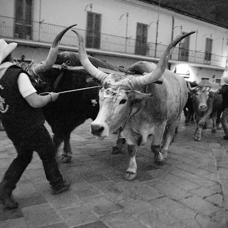 Tana Di Zia Nature, Yourself, Appartement