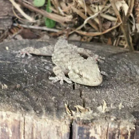 Appartement Tana Di Zia Nature, Yourself, Viggianello